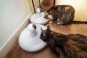 Two cats eating from automatic smart pet feeders indoors
