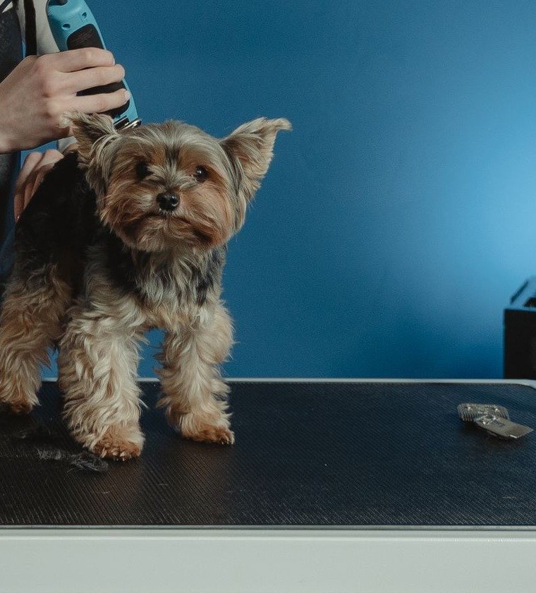 Wahl Arco Cordless Clippers Review: Salon-Quality Grooming at Home?