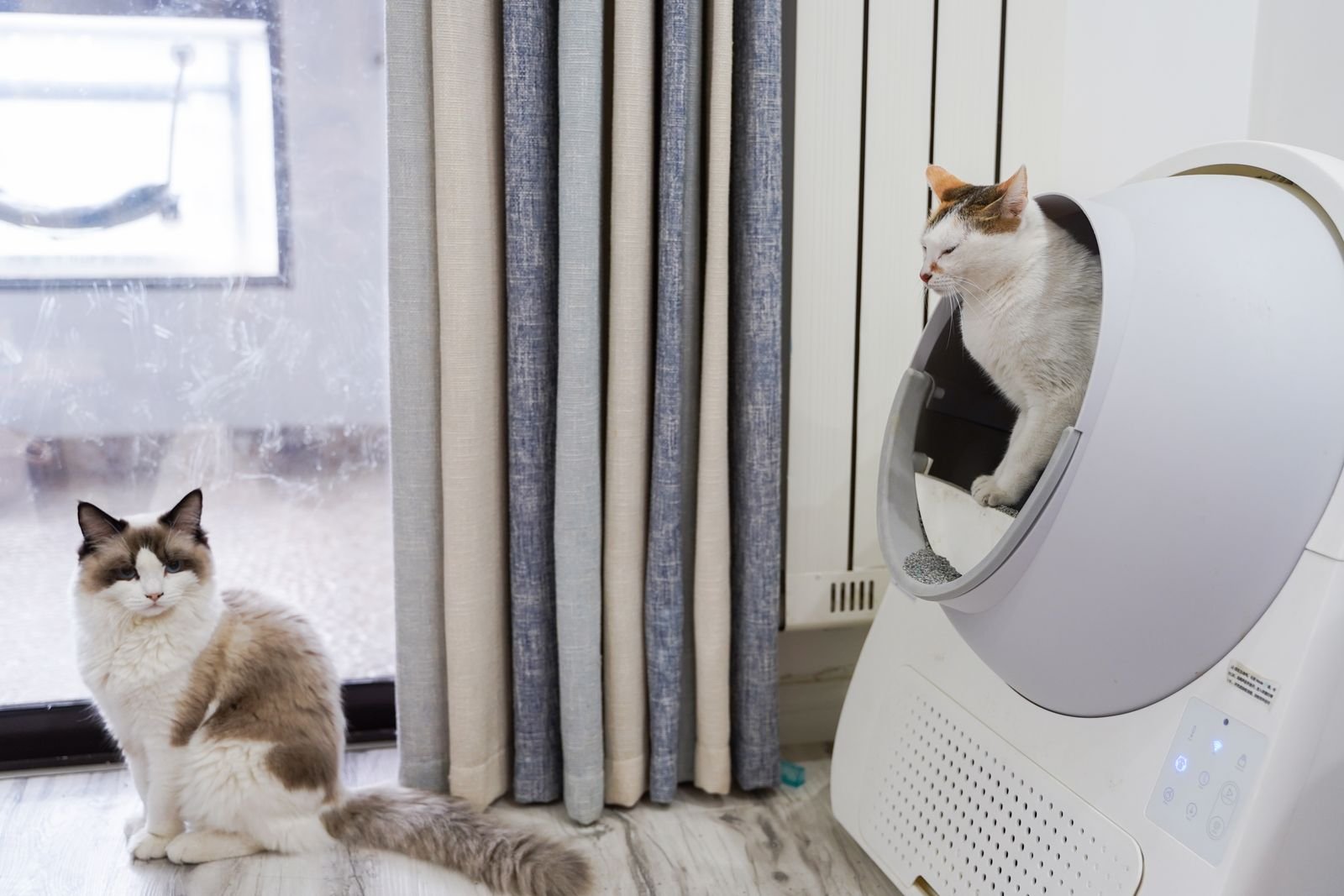 Litter-Robot 4 Review: Is It Worth the Price Tag?