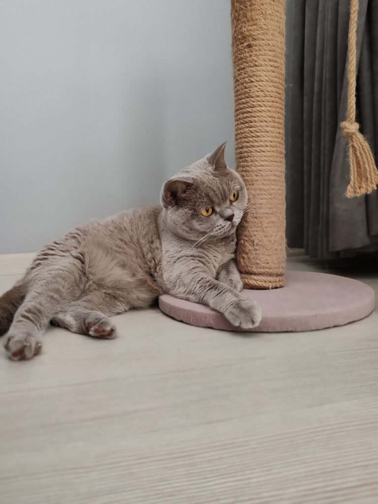 A grey cat comfortably leaning on a scratching post indoors