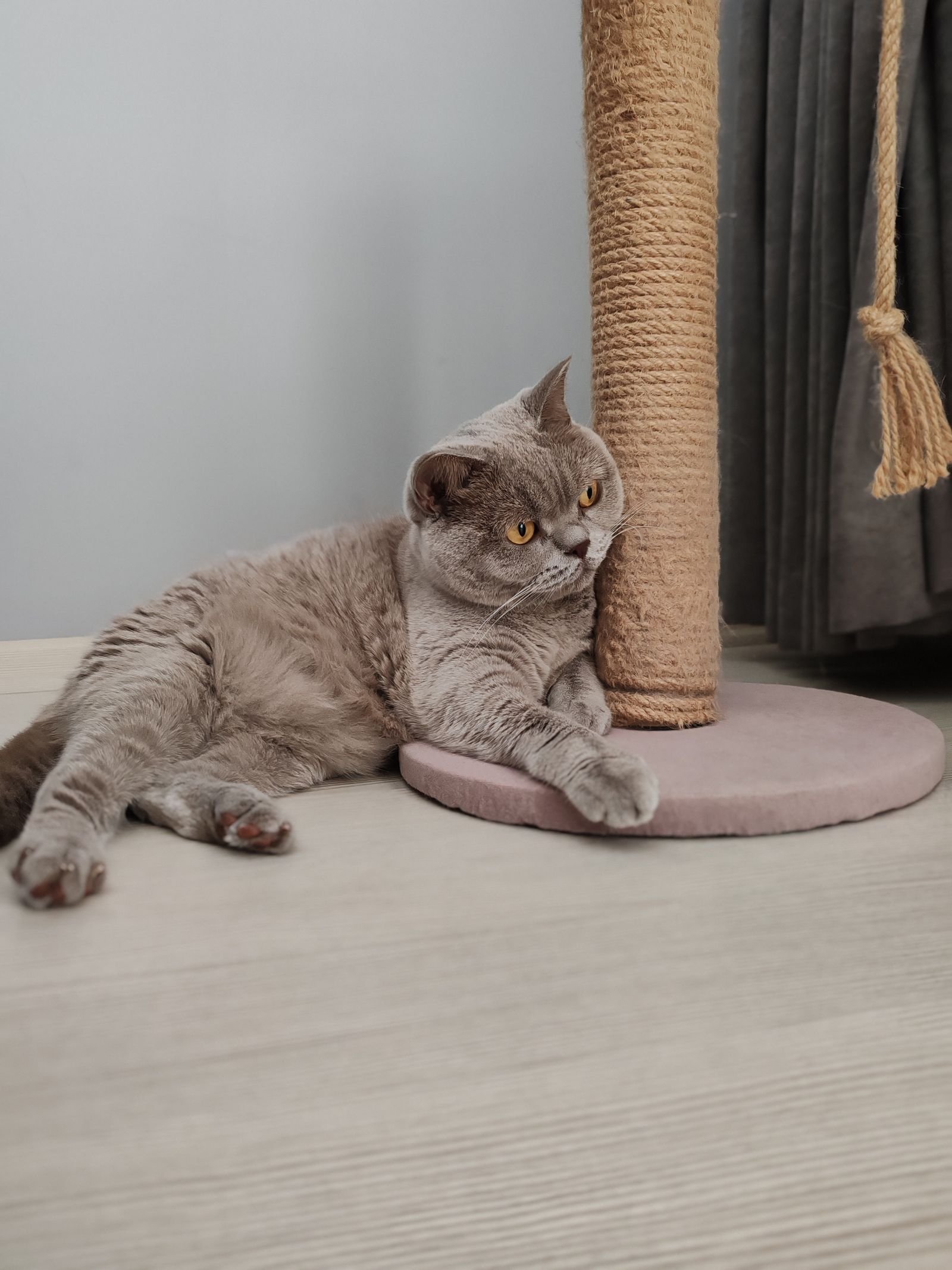 SmartCat Ultimate Scratching Post Review: Will It Actually Save Your Furniture?