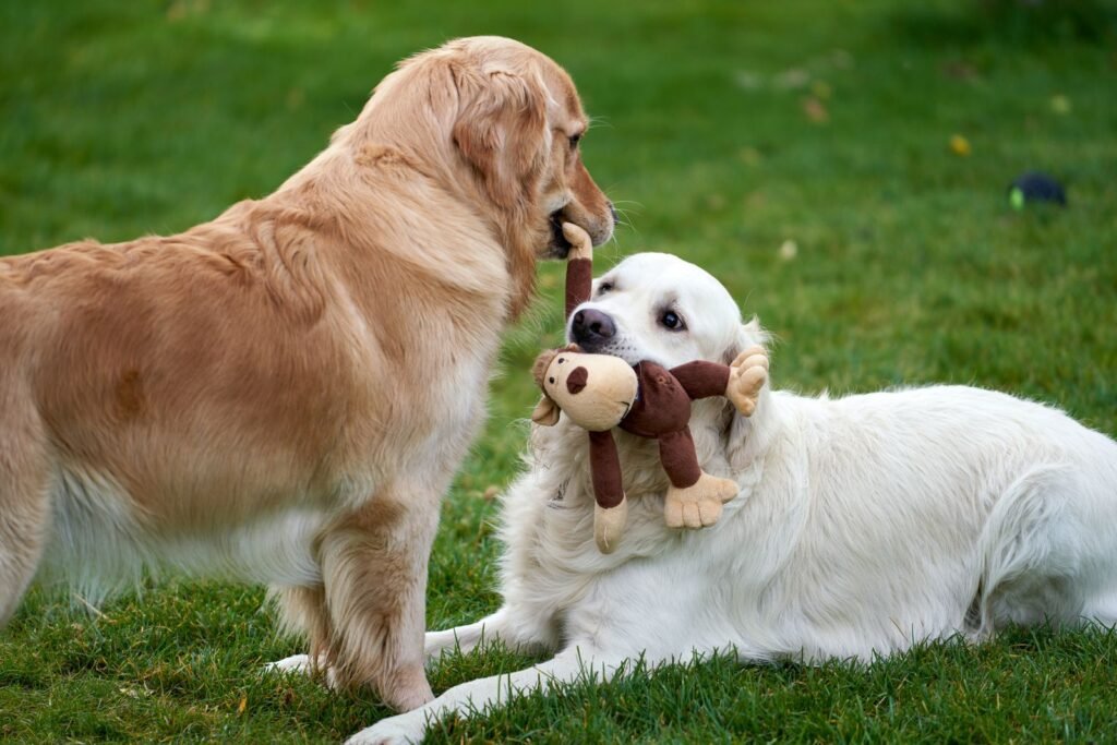 Two golden retrievers playing with a plush interactive toy on the grass