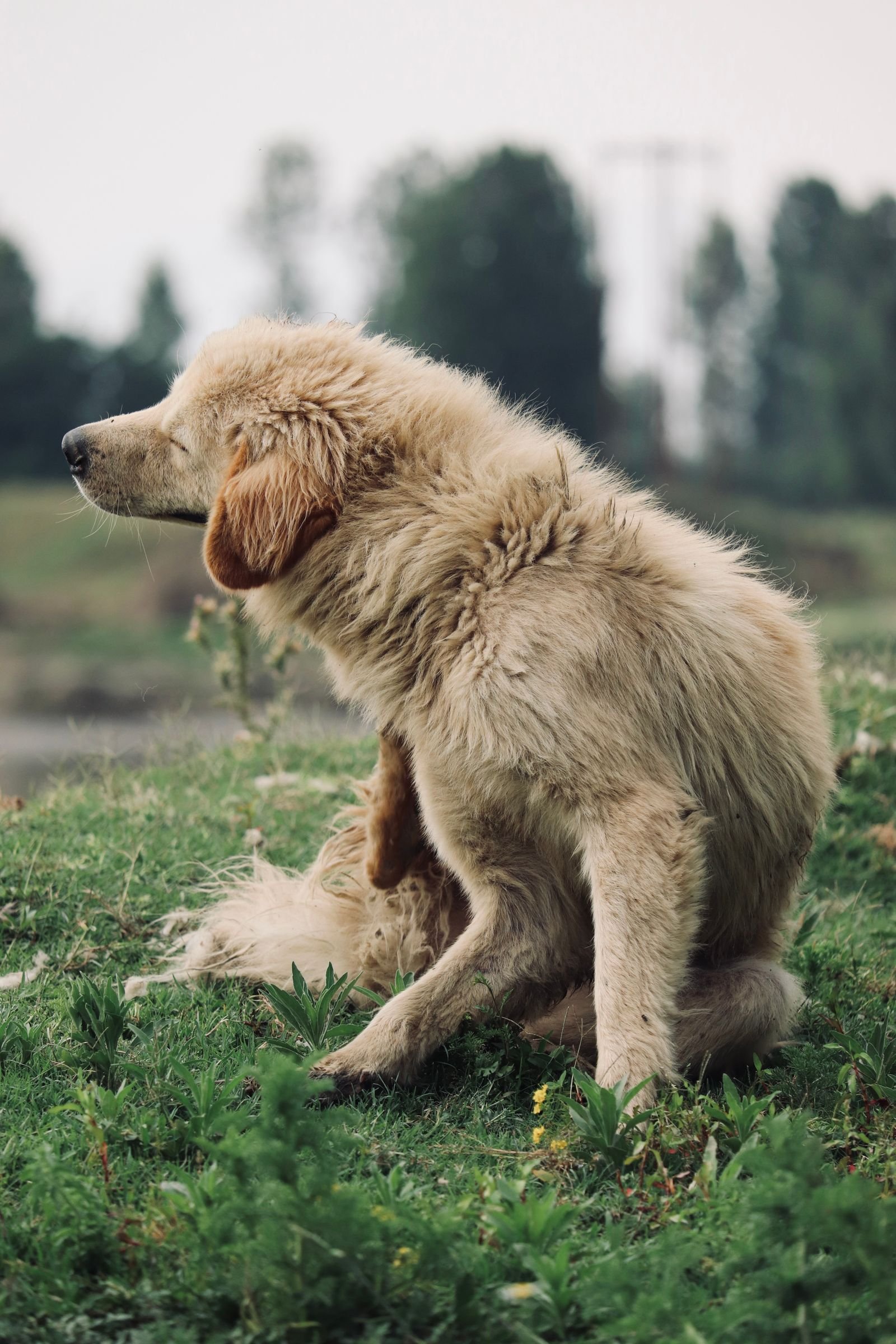 Frontline Plus Review: Reliable Flea & Tick Protection?