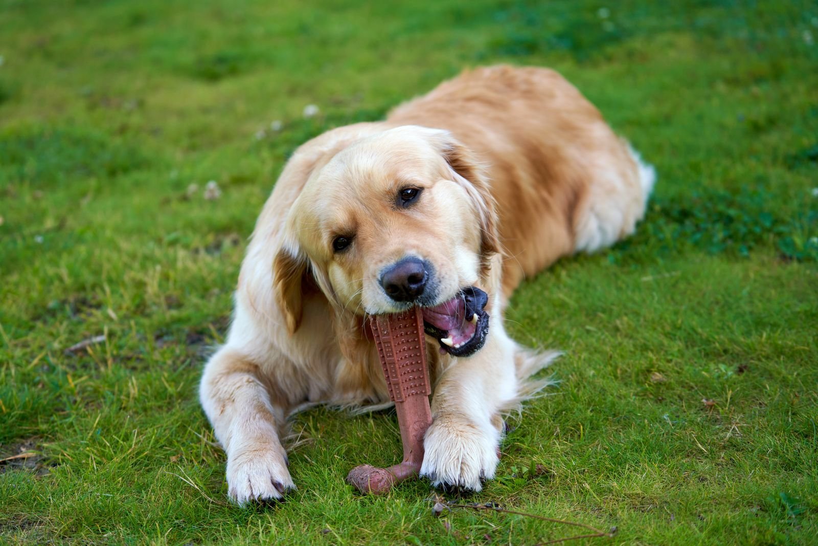 Best Durable Dog Toys for Heavy Chewers