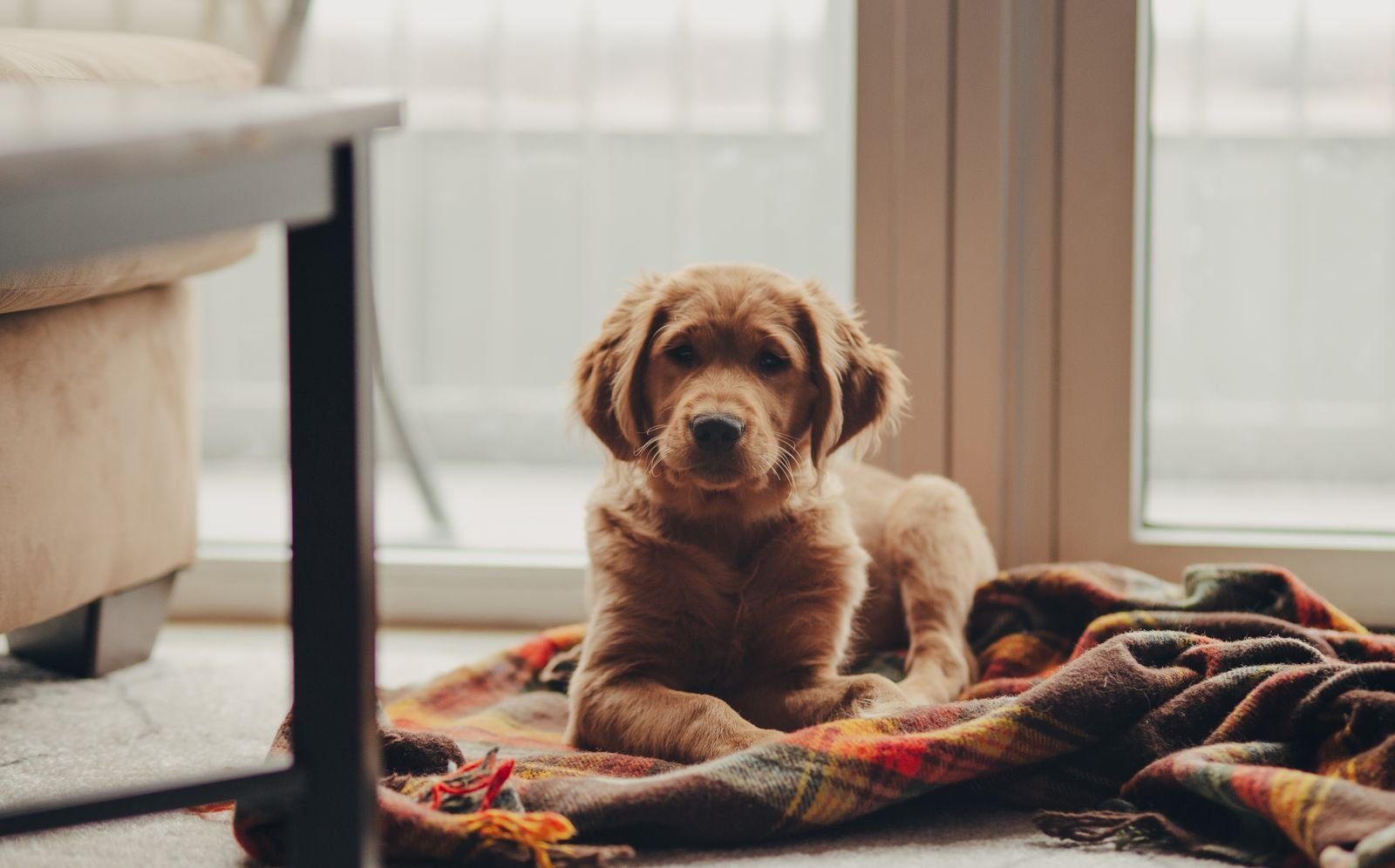 New Puppy Checklist: Everything You Need in the First Month