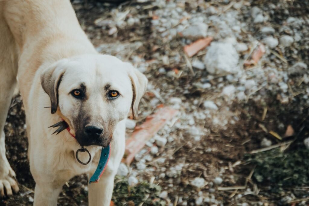 A large light-colored dog wearing a collar stands outdoors on a rocky surface