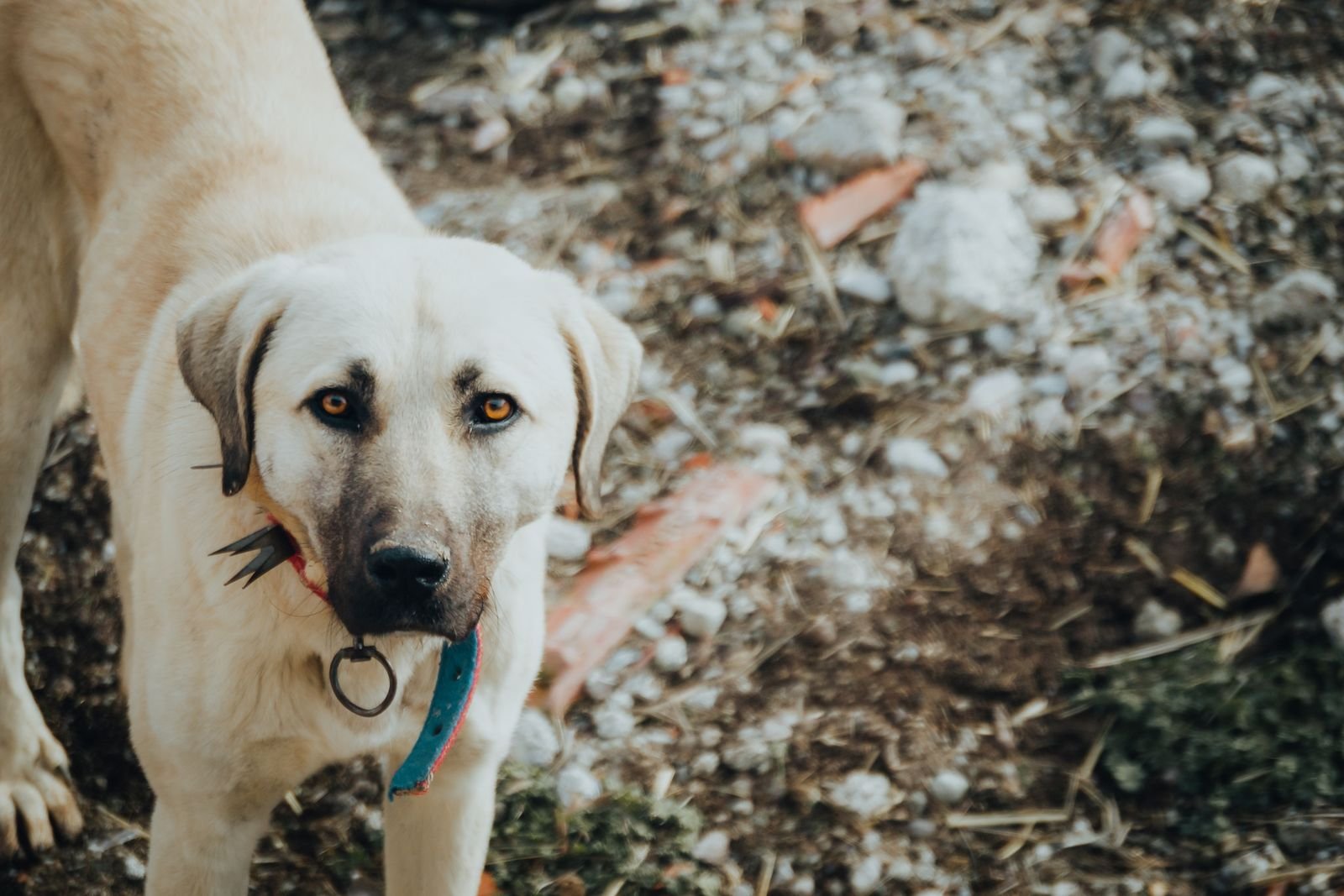 Best GPS Trackers & Smart Collars for Dogs and Cats