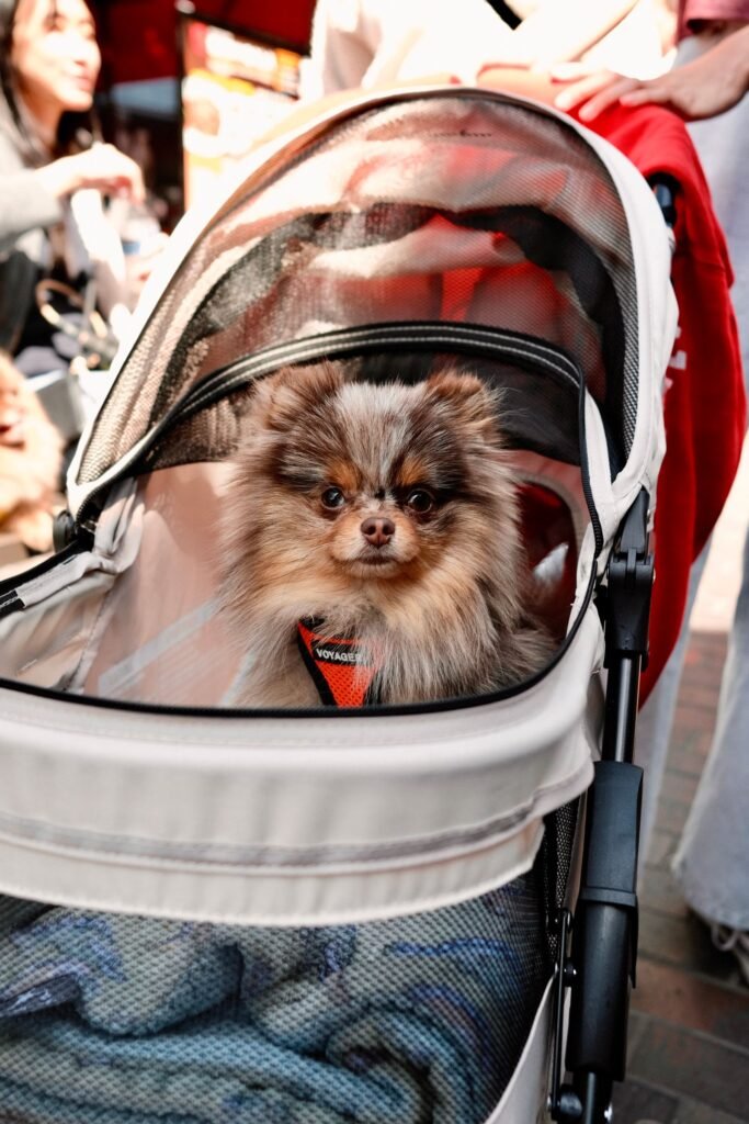 Fluffy Pomeranian dog peeking out of a pet stroller outdoors