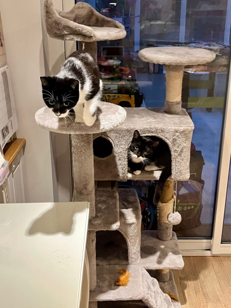 Two cats playing on a multi-level cat tree in a cozy indoor setting