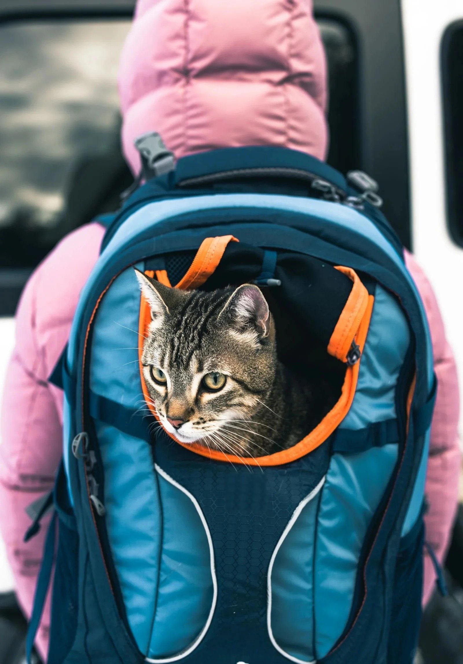 Pecute vs Galatée: Which Cat Hiking Backpack Is Actually Worth It?
