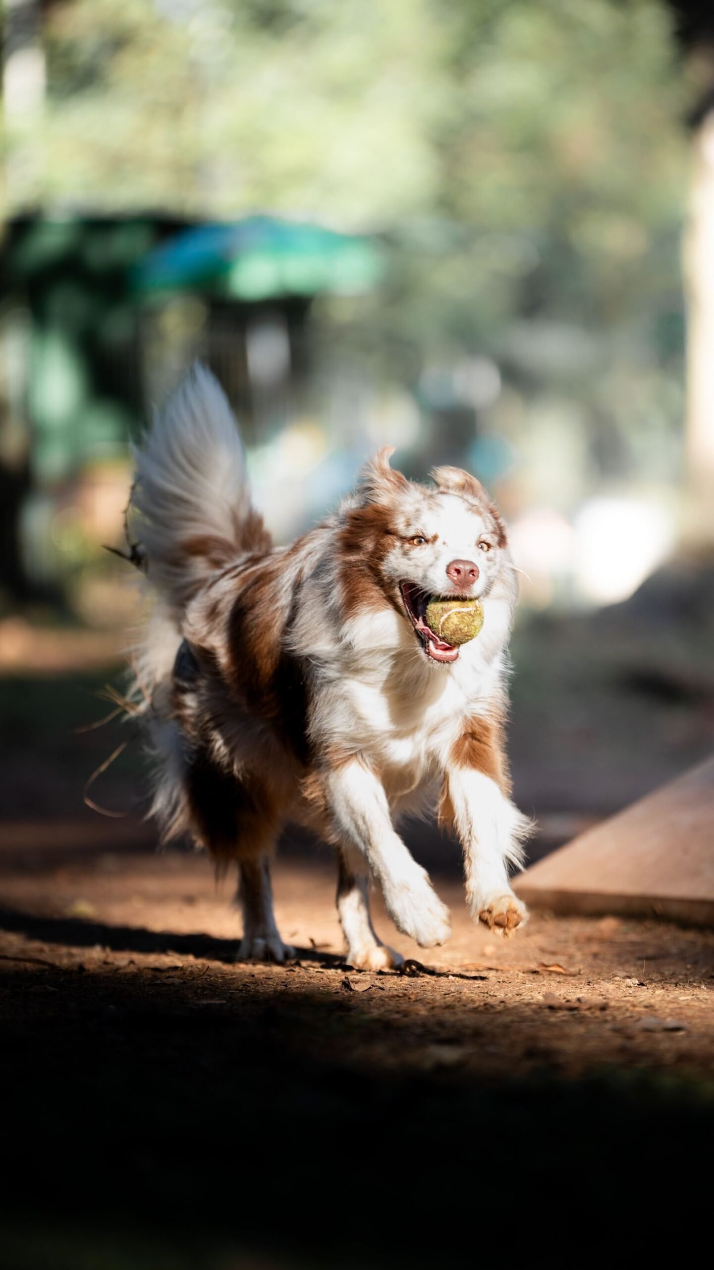 Best Automatic Ball Launchers for Dogs in 2026