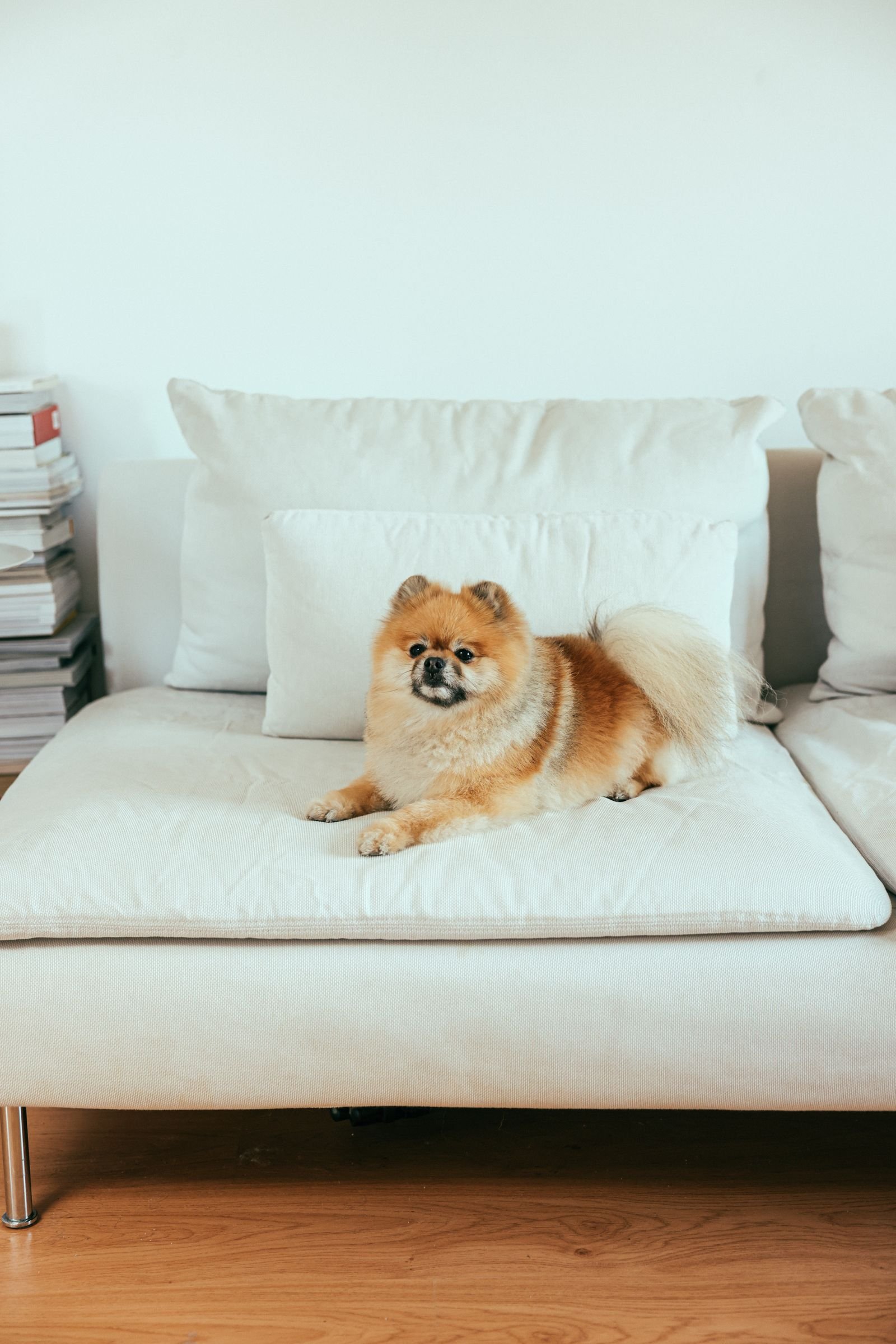 Simple Solution Pet Odor Eliminator Review: Does It Actually Work?