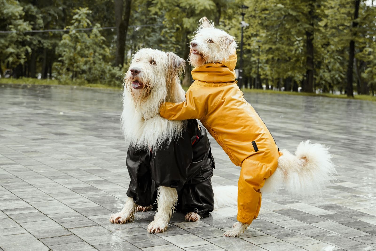 Best Dog Raincoats & Winter Coats 2026