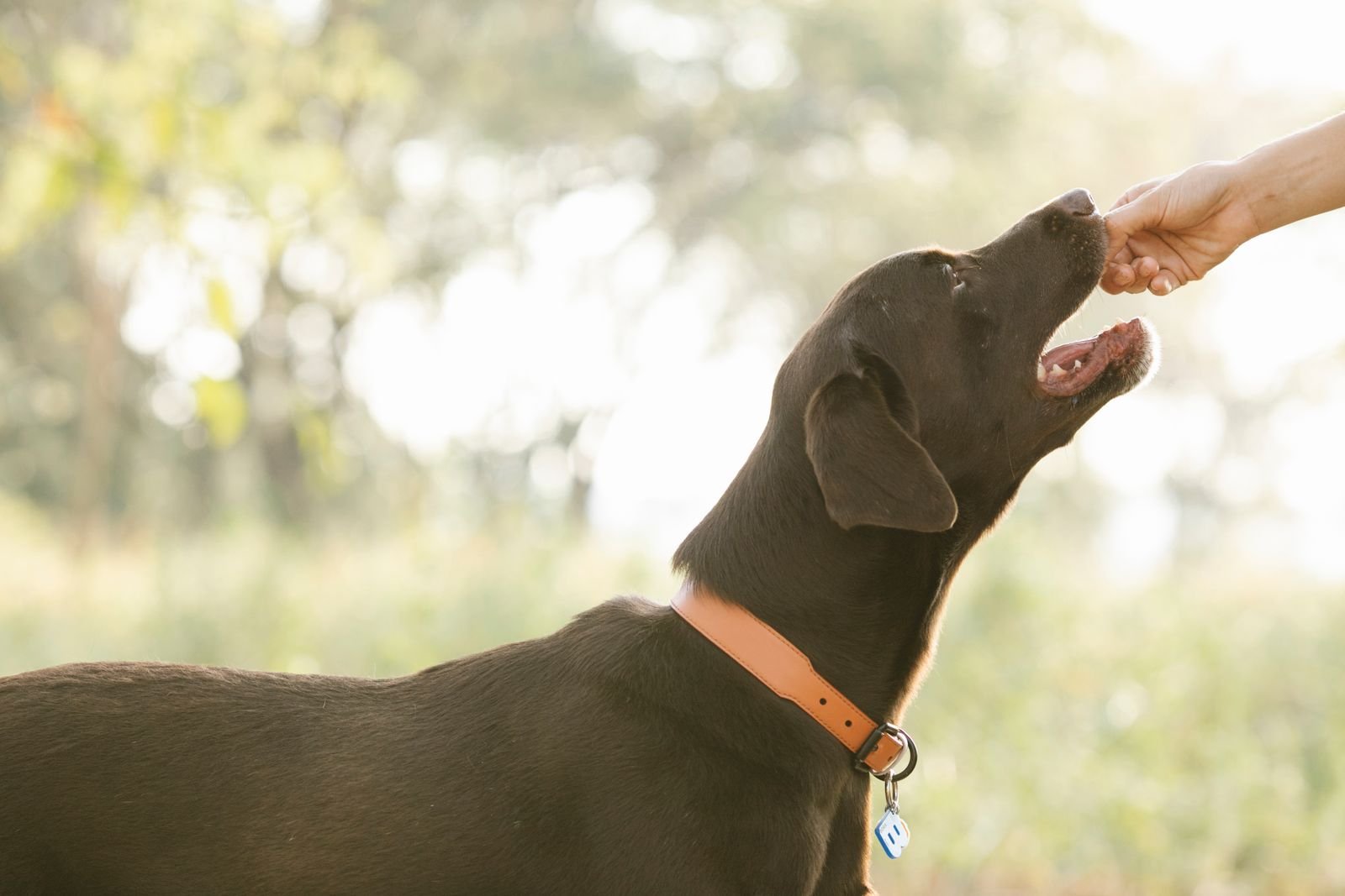 Brown Labrador reaching up to take a treat from a hand outdoors in sunny nature