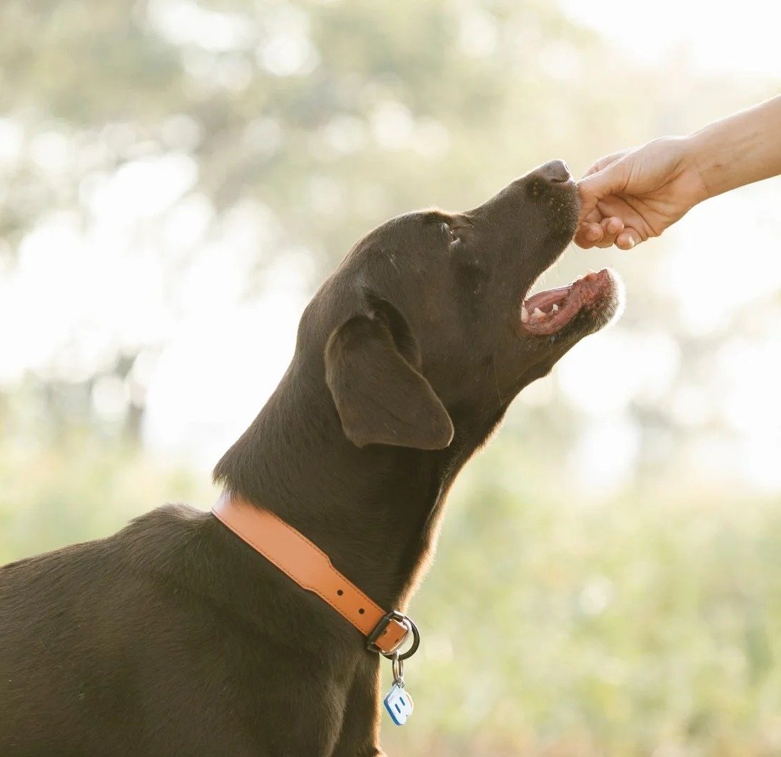 Best Probiotics & Gut Health Supplements for Dogs