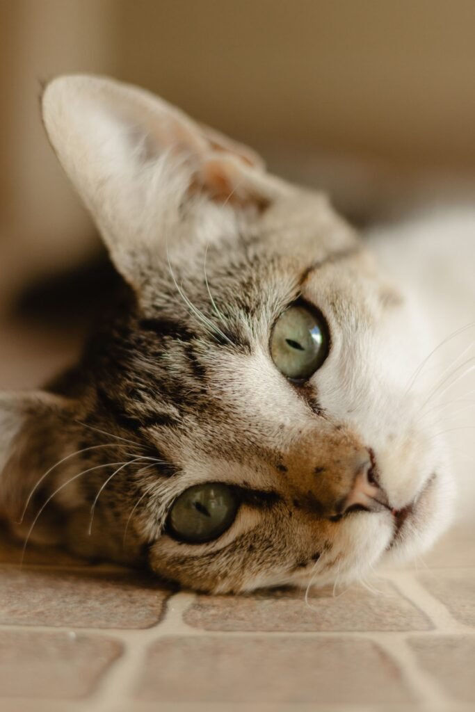 Cozy tabby cat lying indoors, focus on its green eyes