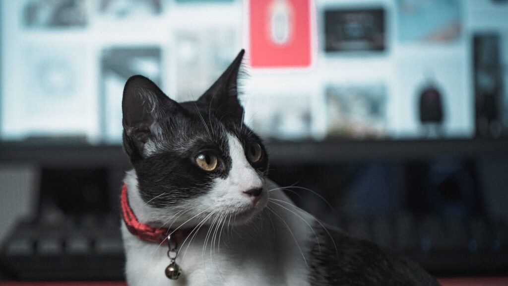 A curious black and white cat with a computer monitor showing a tech dashboard in the background
