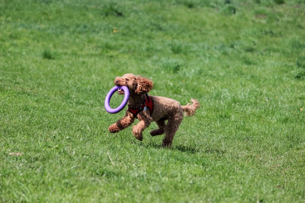 A joyful poodle running on grass with a toy ring in its mouth