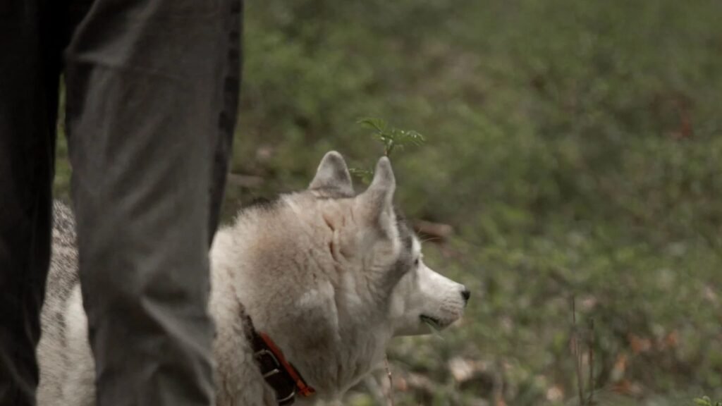 Husky hiking with owner in an autumn forest, head fully in frame