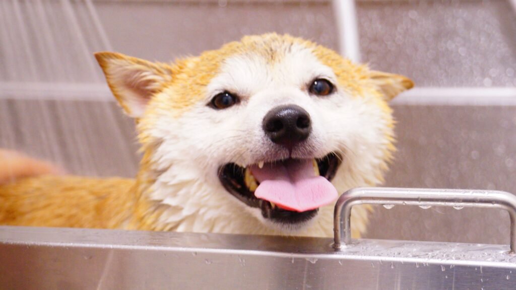 Happy Shiba Inu dog getting a bath, tongue out