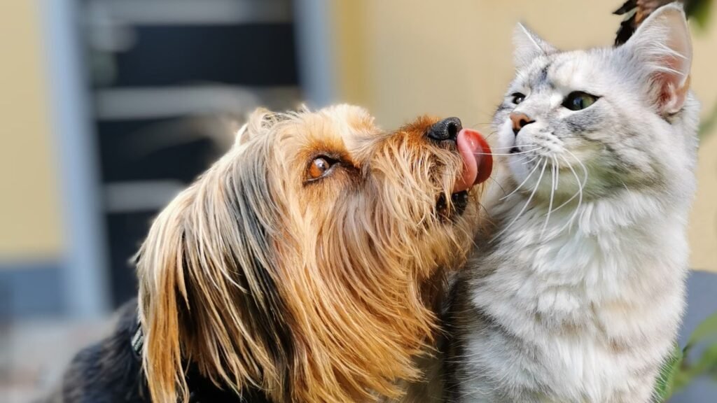 A dog affectionately licking a cat's nose, both happy and relaxed