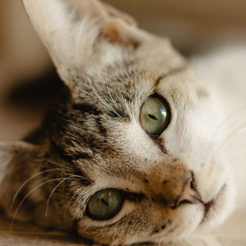 Cat Corner