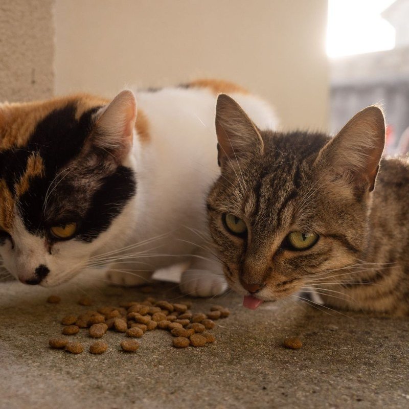 Feeding & Nutrition