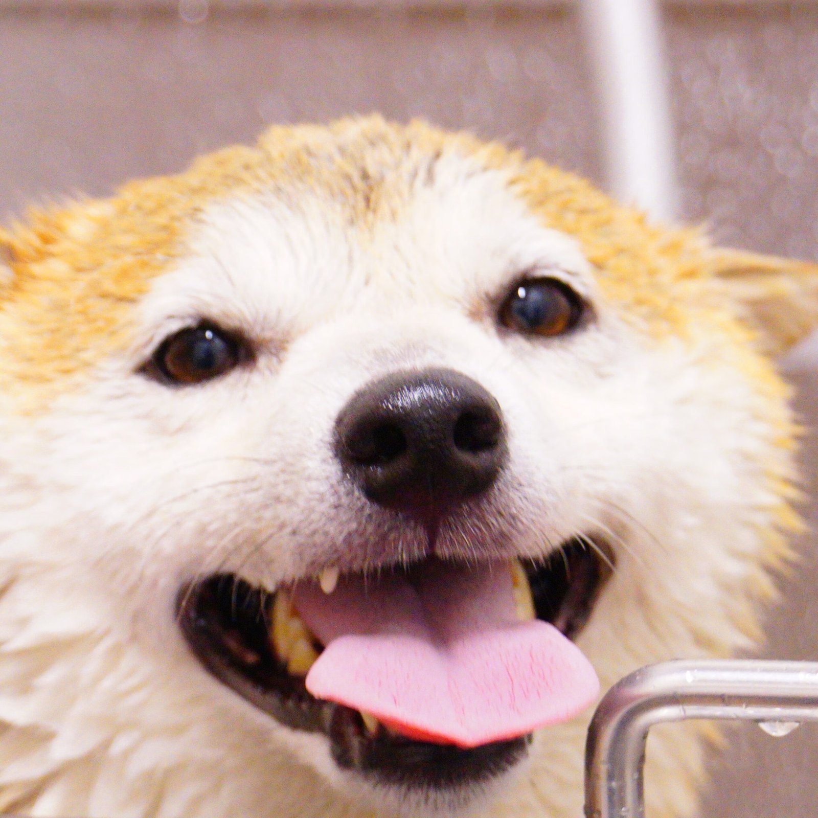 Grooming & Health