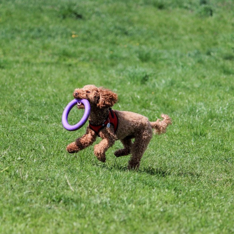 Toys & Enrichment