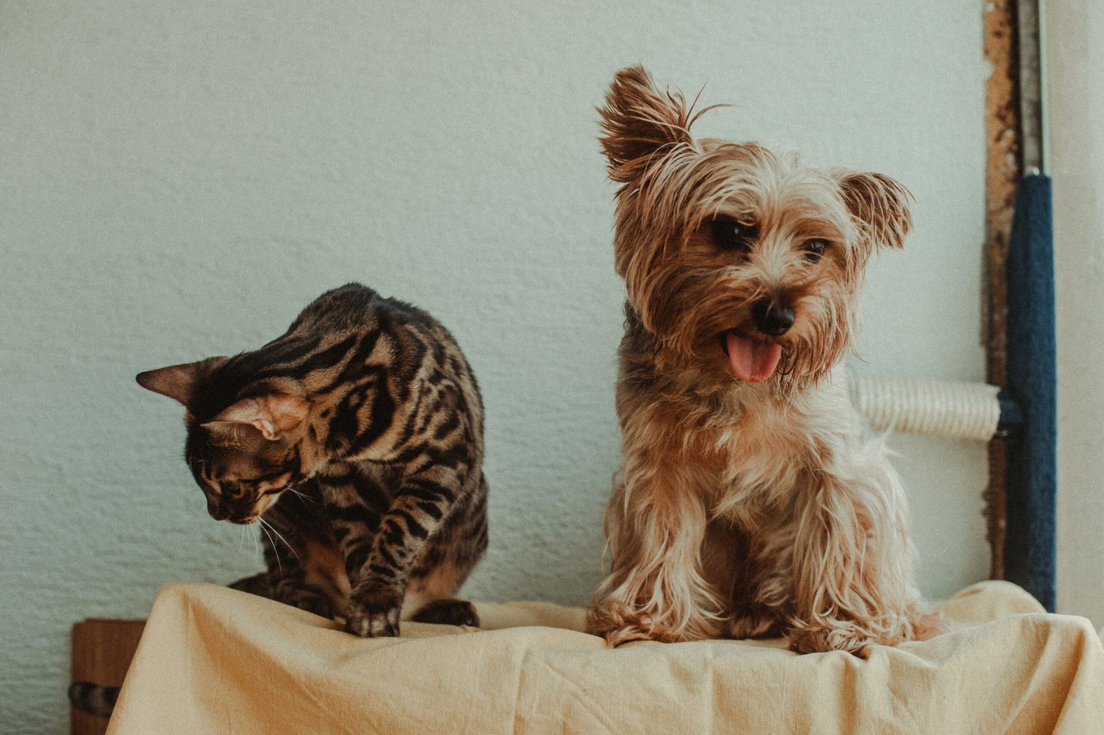 A Bengal cat and a Yorkshire Terrier sitting together, best friends