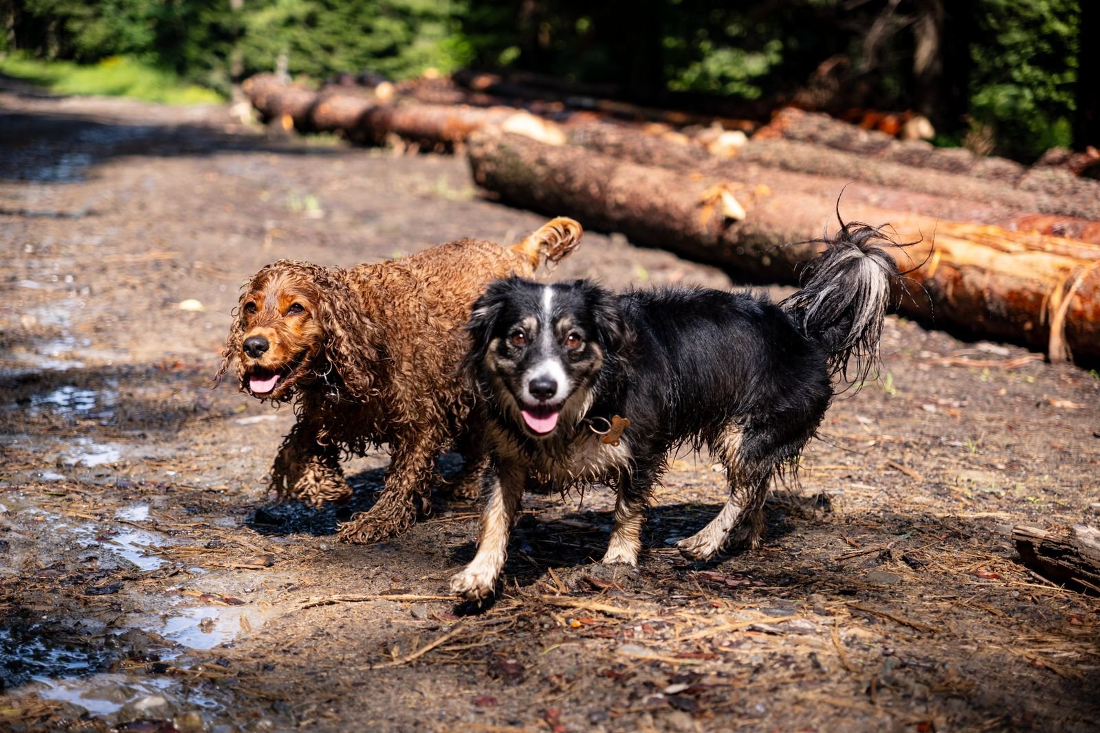 Best Muddy Paw Cleaner Cups for Dogs 2026