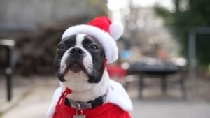 Boston Terrier dog wearing a red and white Santa costume outdoors