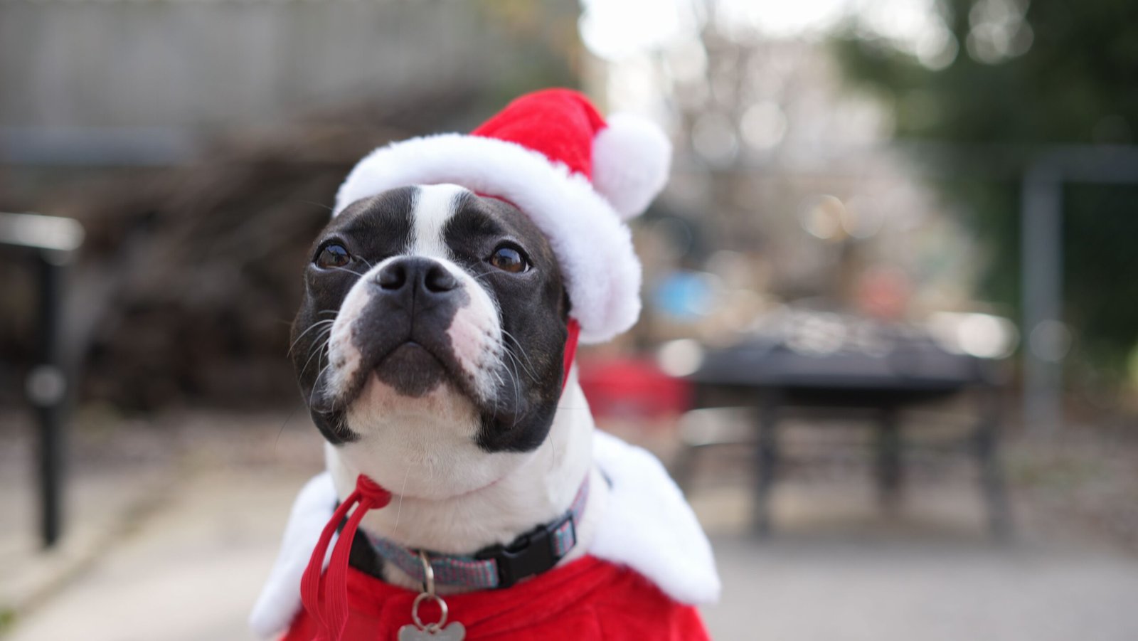 Boston Terrier dog wearing a red and white Santa costume outdoors